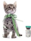 FIP Cat Amazing and Efficient GS 15 mg/ml