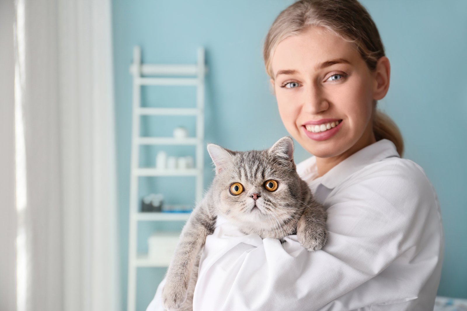 Veterinarian with cute cat in clinic