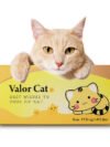 Valor cat amazing effective FIP care GS-441524 fip supplement 17.5 mg/ml